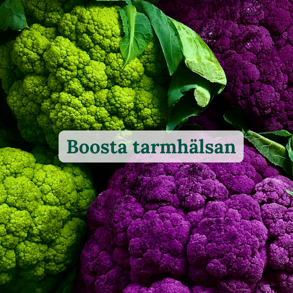 Boosta tarmhälsan onlinekurs