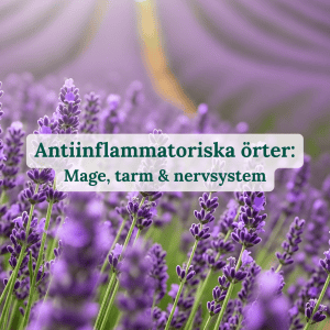 Antiinflammatoriska örter fyrkantig
