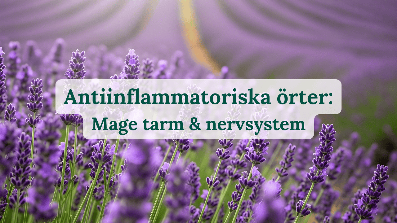 Antiinflammatoriska örter: Mage, tarm & nervsystem